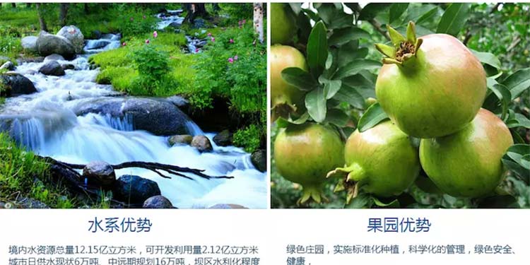 蒙自石榴