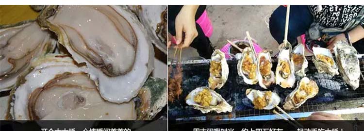 北部湾深海生蚝