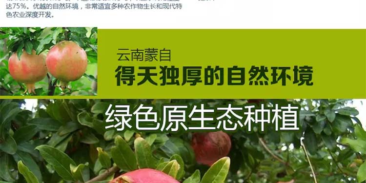 蒙自石榴